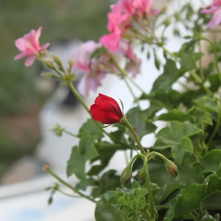 Hotel Capaci Bodrum