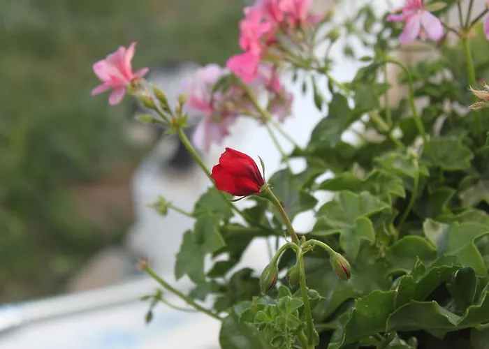 호텔 Capaci Bodrum